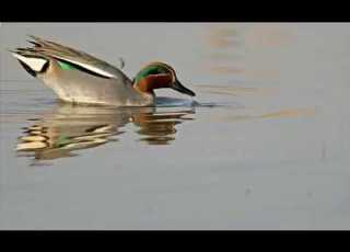  صوت الحذاف الشتوي الشرشير صيد بط Hunting