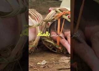  الإنترفيرون والدم كيف يحول الدم غير المنقى خلاياك إلى مصانع متفجرة للالتهاب