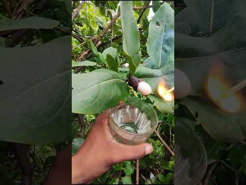 Why Bhilawa Tree Is So Dangerous