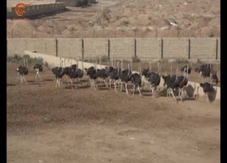 إيران تحتل المرتبة الثانية عالميا في تربية النعام