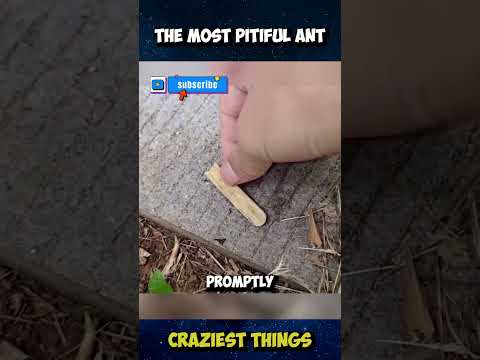 Pranking An Ant Craziest Things Part 11 Viral Crazythings Crazycreatures Ant Funny Animals