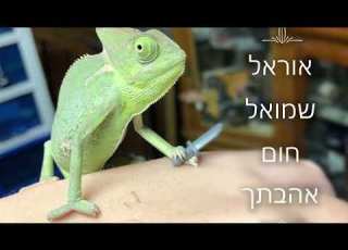אוראל שמואל חום אהבתך