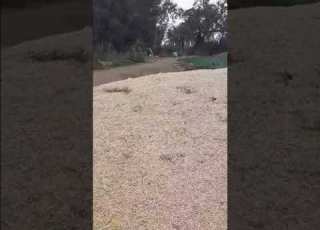  أجواء ريفيه وصوت ماكينه الرى اشتراك Shorts