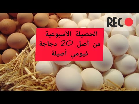 الحصيلة الأسبوعية للبيض من أصل 20 دجاجة فيومي أصيل