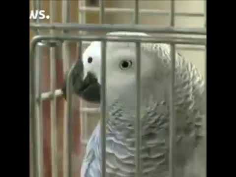 Aku Mai Karatun Alqur Ani