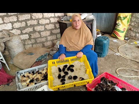 اول يوم فى دورة فراخ روزى وفيومى وجميزة الاستقبال الصح الكتكوت عمر يوم اول يوم فى دورة فراخ روزى وفيومى وجميزة الاستقبال الصح الكتكوت عمر يوم
