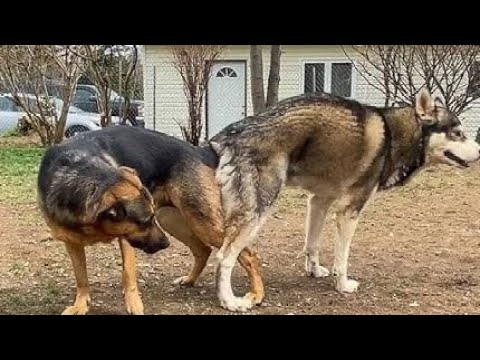 Happy Golden Dog Waiting Second Mating Meeting Dogmom Dog Dogbreed