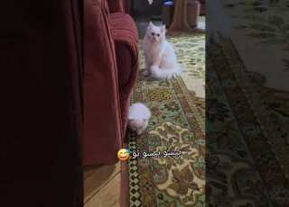 بيسي بيسي نو