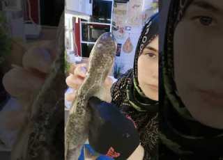  الفسيخ الرود علي اصوله