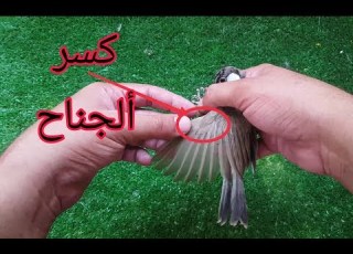  ر جناح البلابل والطيور شلون تعرفه وشلون تعالجه