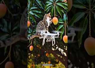Cat Fly Sky Shorts Trendingshorts Viralshorts Comedy