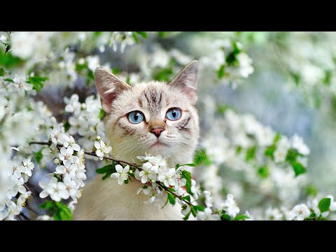 24 Hours Beautiful Music To Relax Cats Music For Cat S Daily Life Deep Sleep Stress Relief