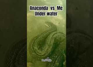 You Wouldn T Believe Anaconda Vs Me Underwater