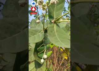 च हऱ य वर ल ड ग म ळव य ध ह य स ठ र मब ण उप य फक त आण फक त र ई Rui Tree Plants TheR7