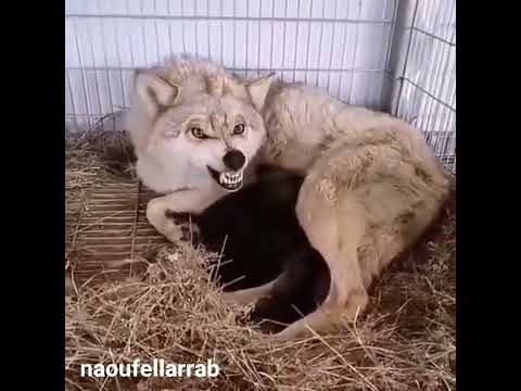 شاهد نظرة الذئب المرعبة مرعب ورهيب الذئاب المفترسة