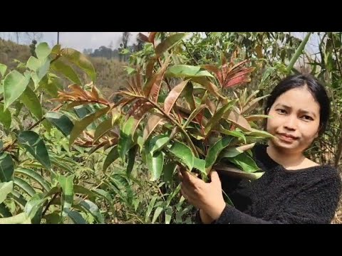 Louchil La Mekhai Them Holla Kache Singjol Louthul Sijou Nasatah A Kapo E Hannakhongsai