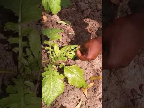 Dawa Ya Asili Ya Wadudu Shambani