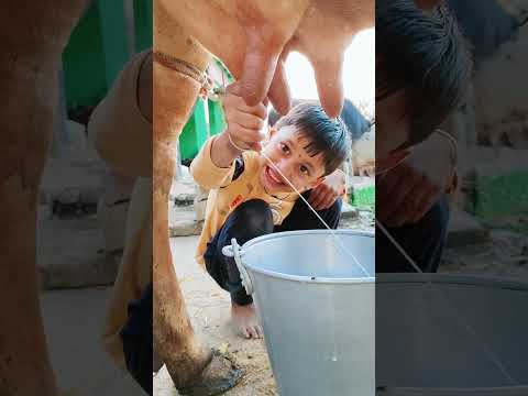 Choti Choti Gaiya Fyfg Dfe Love Song Funny