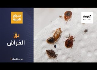 صباح العربية بق الفراش يعيش 6 اشهر دون غذاء ويهاجمنا في الليل