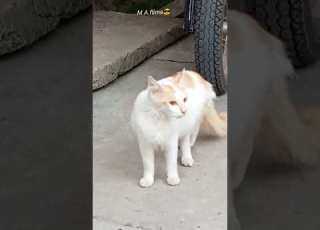 Mini Cat Meu Buri