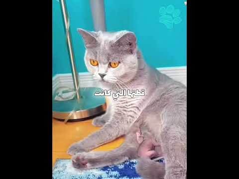 امرأة تجد حيوانا صغيرا ضائعا أثناء المشي مع كلبها