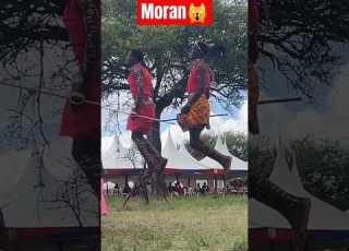  MASAI Moran Jumping In A Traditional Dance Moran Masai Masaimara Village Culture Meat