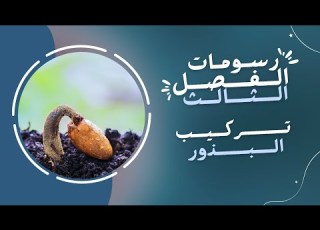 تعليم رسم خطوات رسم البذرة