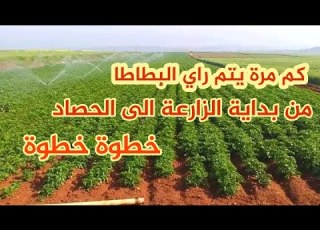  مدة وأفضل أوقات ري محصول البطاطس خطوة خطوة مشروع مربح في المغرب