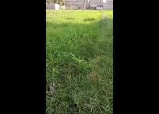 أب وابنه يثأران لشرفهما قتلا الابنه وعشيقها في منفلوط بأسيوط