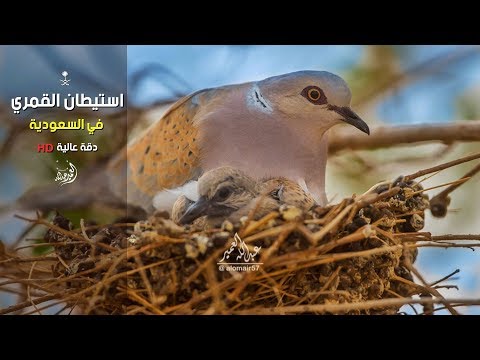 استيطان طائر القمري قميري في السعودية Turtur Bird Settled In Saudi Arabia