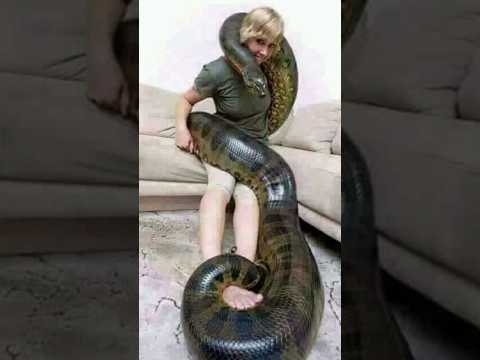 قصة الفتاة التي ربت ثعبان في منزلها والنهاية مرعبة Shorts قصص قصص واقعية العالم