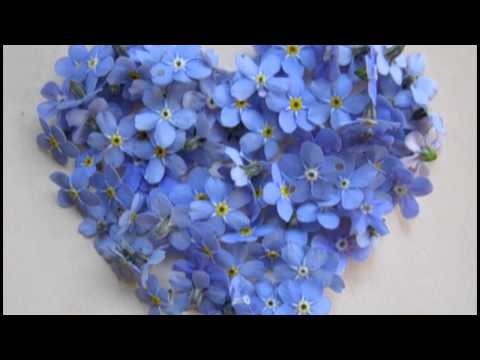 НЕЗАБУДКА исп ИОН САРУЧАНУ