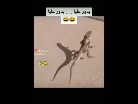 بدور على بدور على