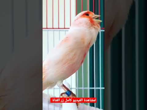 تغريد كناري موزايك نارررر