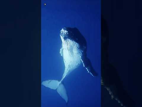 Whale Sounds Humpback Whale