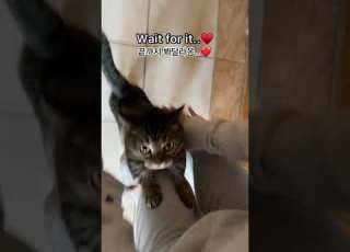  Ringo The Cutest Cat In The World Only Likes His Mommy Shorts
