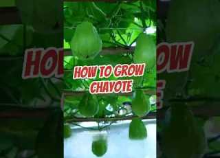 How To Grow Chayote
