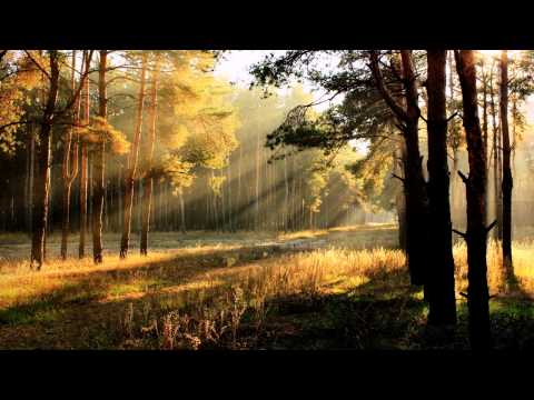 Nicolae Cretu Foaie Verde 5 Chiperi