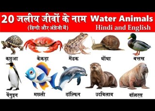  20 Water Animals Name In Hindi And English प न म रहन व ल ज व क न म Water Animals