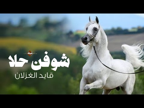 شيلة شوفن حلا قايد الغزلان اداء متعب الخيل رقص 2025