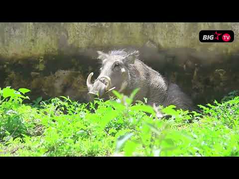 Zifahamu Sifa Na Tabia Za Mnyama Ngiri Kumbe Ni Adi Wa Simba