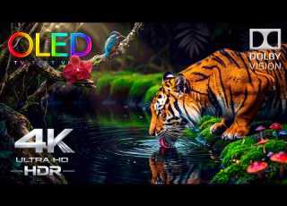  Your OLED Was Never Ready For This 4K HDR 240FPS Dolby Vision 4K Video Ultra HD Test