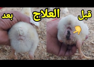 مشكله لزق البراز في المخرج عند الكتاكيت السبب وطريقه العلاج فوائد الشفاط