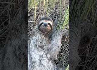 Sloth Thanks His Rescuer In The Cutest Way