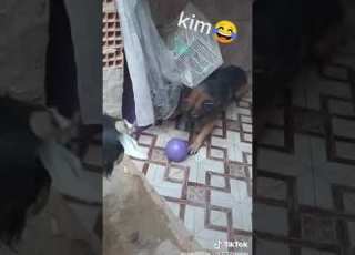 آخر الاخبار عتروس غلب كلب