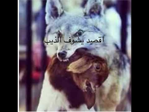 22 قصة ليلة مرعبة مع الذيب