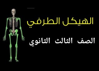 الهيكل العظمي الطرفي ٣ث أحياء