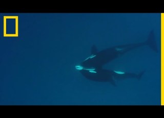 Un Groupe D Orques S Attaque à Un Requin Tigre