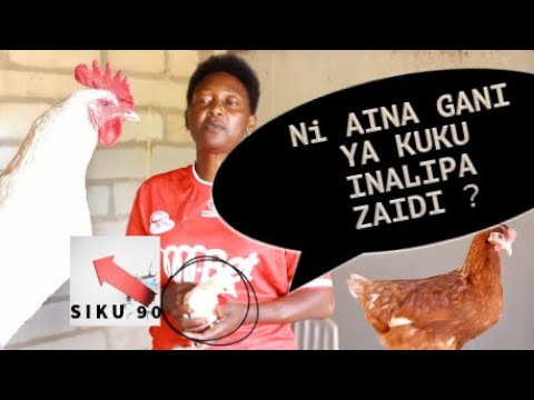 AINA GANI YA KUKU INALIPA ZAIDI KUKU KIENYEJI KISASA CHOTARA AU KUKU VIJOGOO