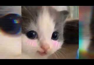 Милана старз Maikis Jornut Speed Song Apaci Nipucu